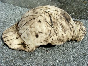 Misa " Skorupa żółwia " , turkus tiffany